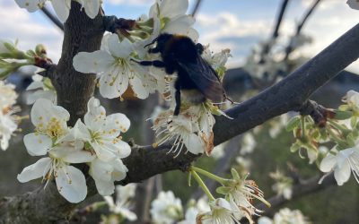Resources 9 Our top buys for April